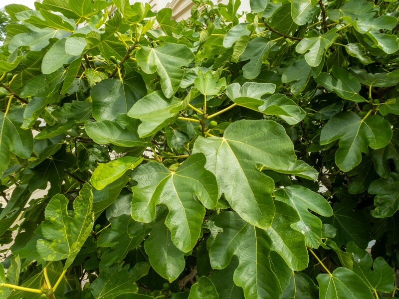 en. Common fig, ru. Инжир, lat. Ficus carica