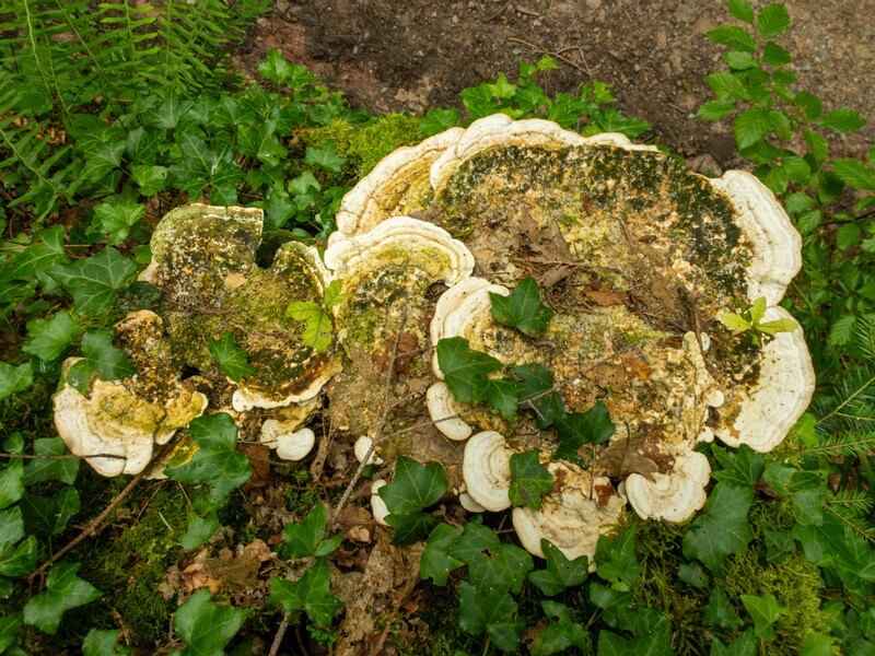 en. lumpy bracket, ru. Траметес горбатый, lat. Trametes gibbosa